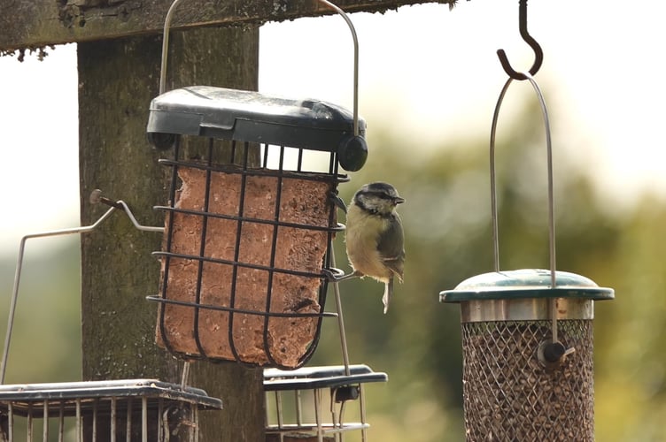 Volunteers for a new wildlife warden scheme are needed to help populations thrive, such as the blue tit. jpg