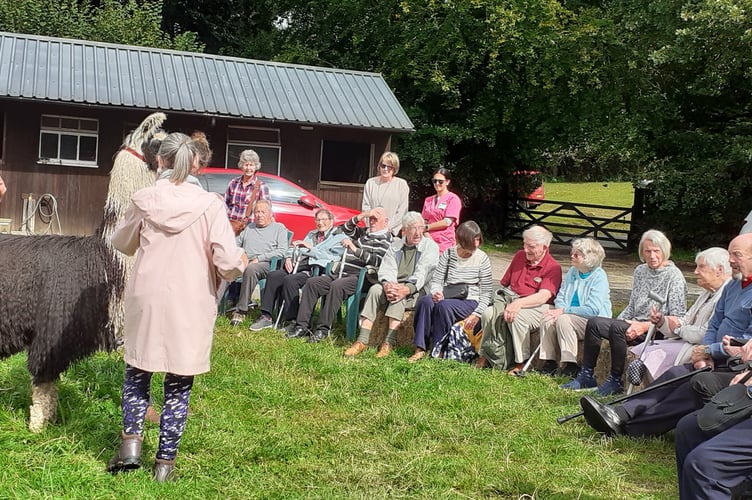 Tavistock Memory Cafe users are introduced to Llamas on a special visit to help their wellbeing..