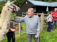 Llama love for wellbeing