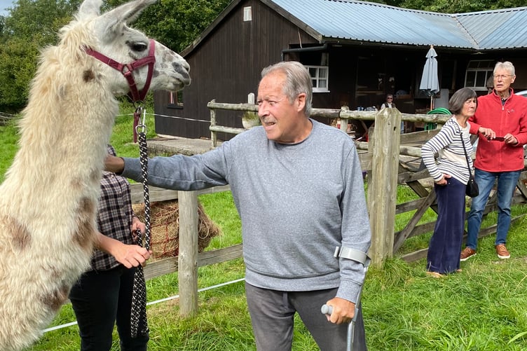 Llama love helps members of Tavistock Memory Cafe.