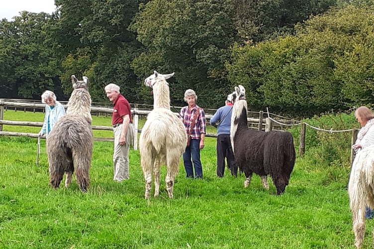 Tavistock Memory Cafe users walking Llama to support their mental health.