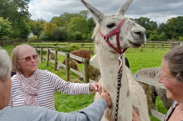 A Llama enjoying a group stroke by Tavistock Memory Cafe users.