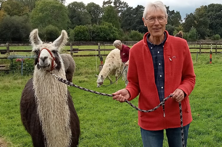 Walking for mental health -a Tavistock Memory Cafe member takes a Llama for a walk.