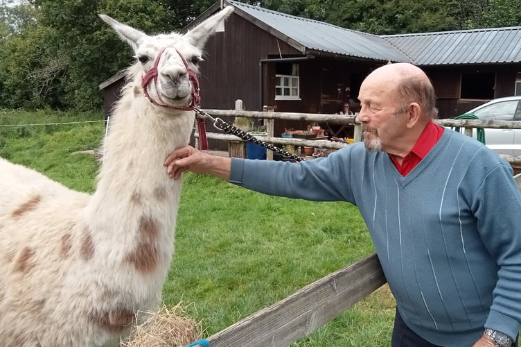 A member of Tavistock Memory Cafe getting up close with a friendly Llama.