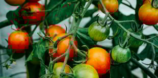 John Howells: Where are you Monty Don?