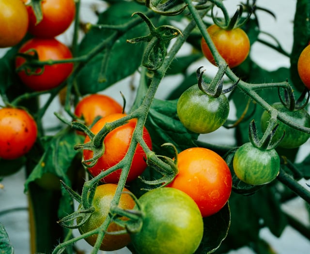John Howells: Where are you Monty Don?