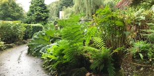 Volunteers needed for Simmons Park