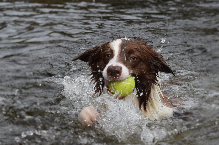 Much loved and missed; Reverend Stephen Cook's dog Smudge is the inspiration for the special service to commemorate pets that have passed.