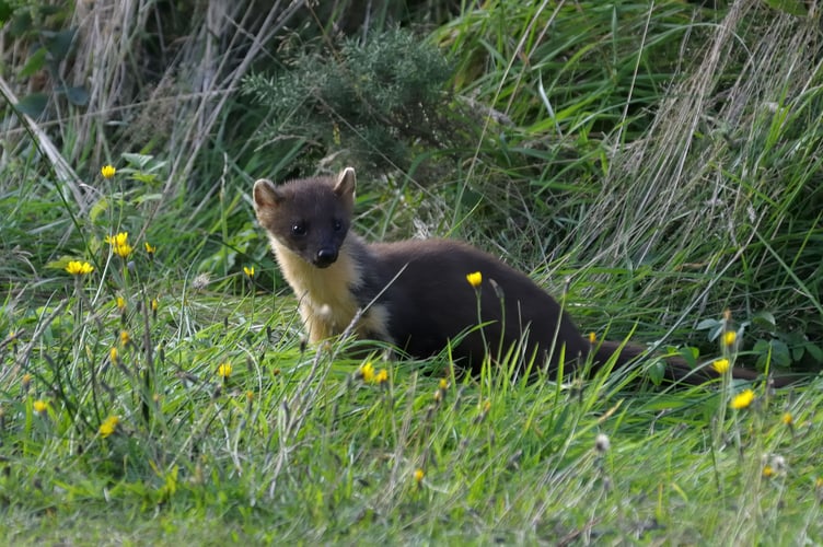 Pine Martens have been released onto Dartmoor after dying out on the moor.