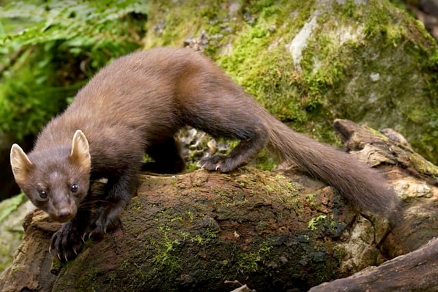 Devon Wildlife Trust's new activity pack for kids
