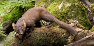 Devon Wildlife Trust's new activity pack for kids