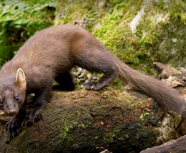 Devon Wildlife Trust's new activity pack for kids