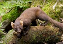 Free pine marten activity pack for kids