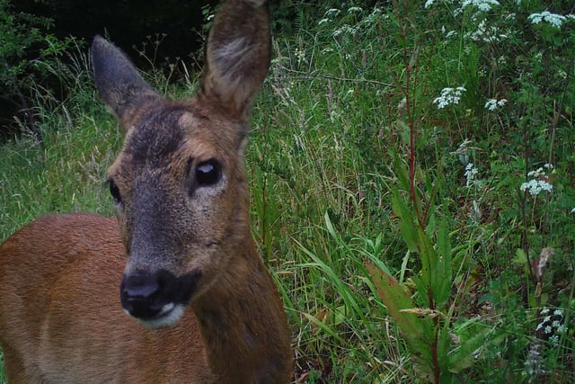 Damage prompts deer cull on the Cotehele estate