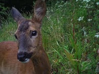 Damage prompts deer cull on the Cotehele estate