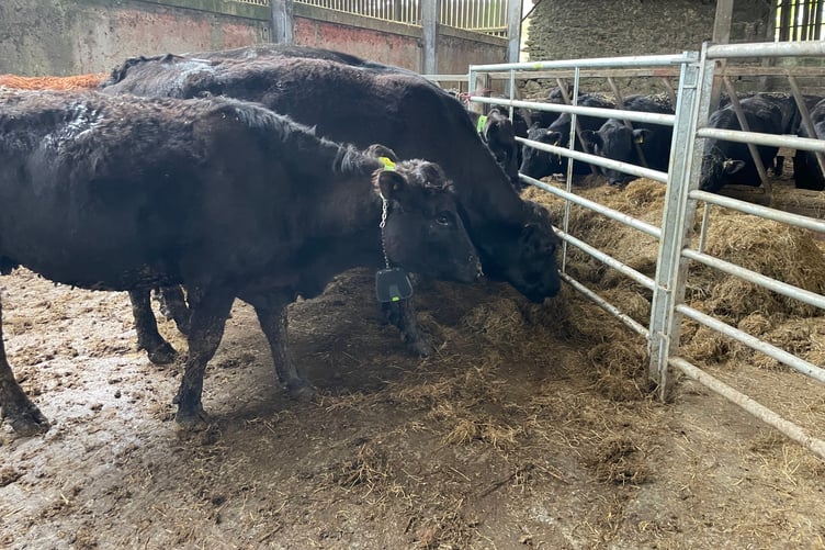 Princetown farmer Justine Colton's cows have a Nofence collar to monitor and track them on Dartmoor.