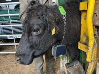 Virtual cattle fences on Dartmoor