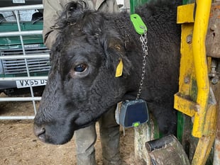 Virtual cattle fences on Dartmoor