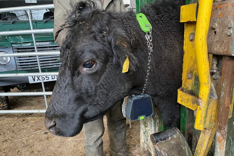 One of Justine Colton's cows with nofence collars to help them graze virtually fenced pastures.