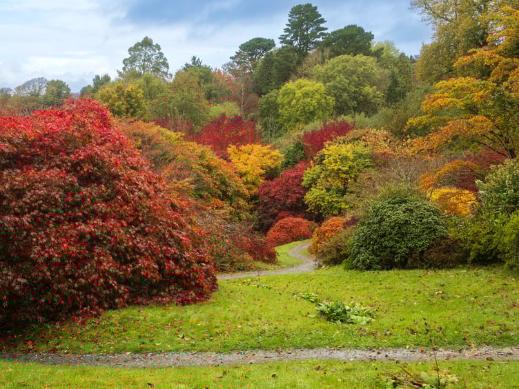 The Acer Glade at The Garden House in October - now is the time to appreciate the autumn colours