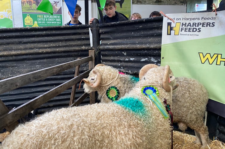 Tavistock Goose Fair sheep on show at the cattle market today.