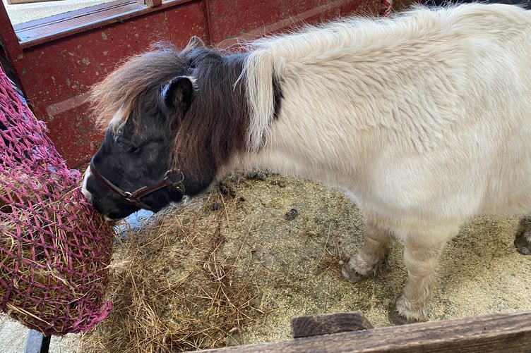 Tavistock Goose air special guest, Maggie the rescued Dartmoor pony