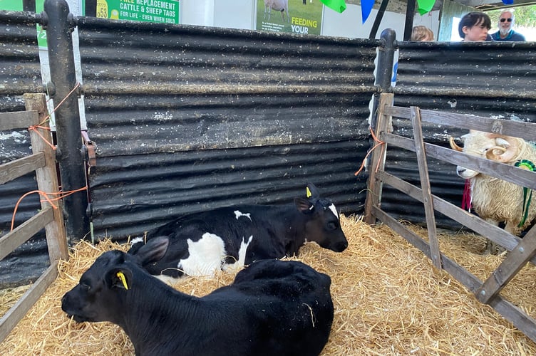 Tavistock Goose Fair cattle market calves attract attention.