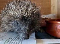 Ten hedgehogs released back into the wild thanks to animal rescue