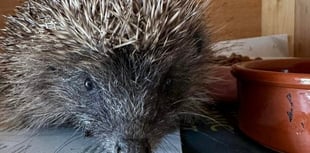 Ten hedgehogs released back into the wild thanks to animal rescue