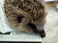 Hedgehog rescue in need of donations after influx of juveniles