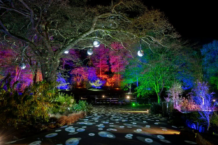 The very rare and beautiful glitterball tree coming to Rosemoor soon.jpg
