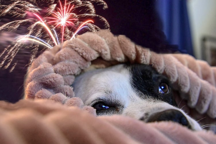 The RSPCA estimates that 45 percent of dogs in the UK show signs of fear when they hear fireworks