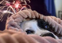 Firework fear is real for dogs, says Tavistock vet