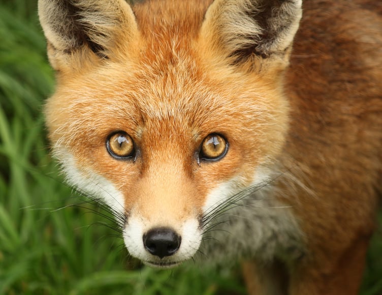 Up to 16 foxes were kept in enclosures at Ms Auburn's home in Grayshott