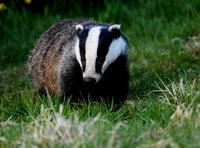 Animal group demands end to badger cull