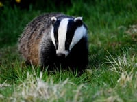 Animal group demands end to badger cull