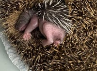 Hedgehog rescue needs your help