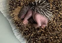 Hedgehog rescue needs your help