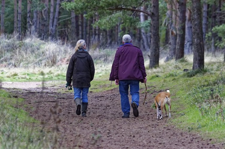 Dogs are being allowed at Cotehele. Picture: Pixabay