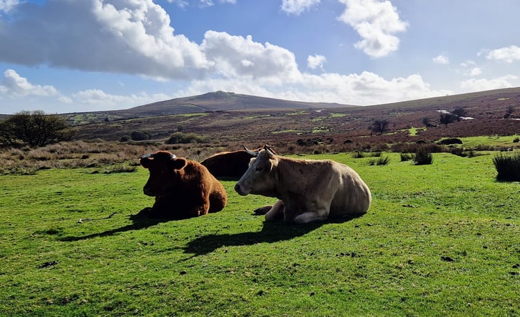 Dartmoor's beauty makes it a desirable place to live – pushing up house prices