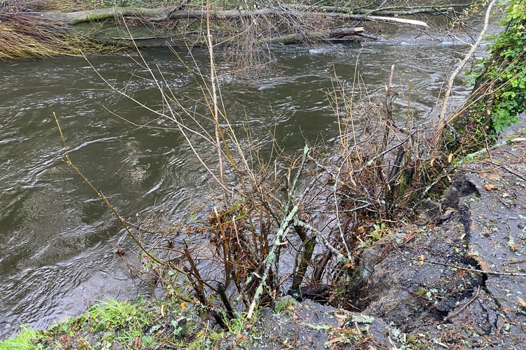 A River Tavy footpath in Tavistock has been partially closed after a tree knocked down by Storm Bert ripped up the Tarmac path and damaged a wall