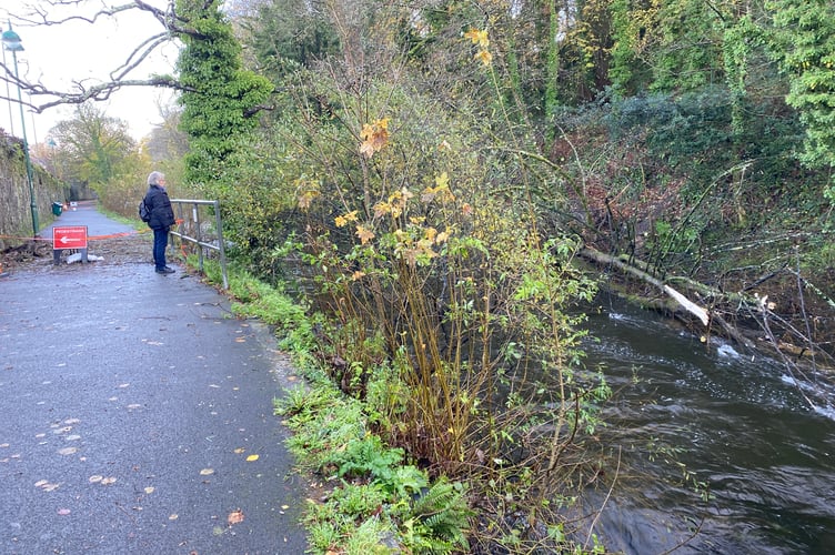 A tree felled by Storm Bert on the River Tavy in Tavistock has damaged a wall and path and diverted walkers.
