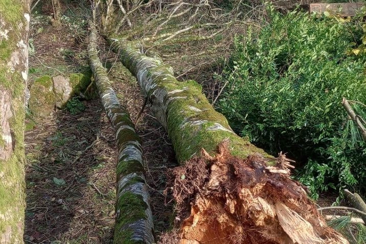 A tree damaged at Stone Lane Gardens