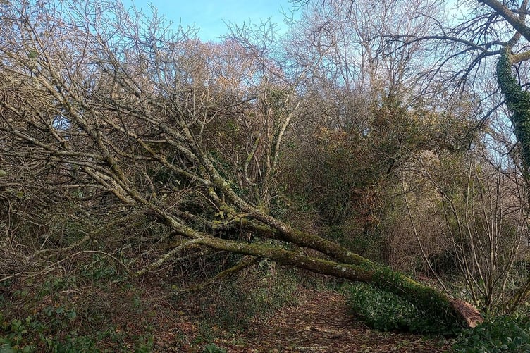 A fallen tree at Stone Lane Gardens