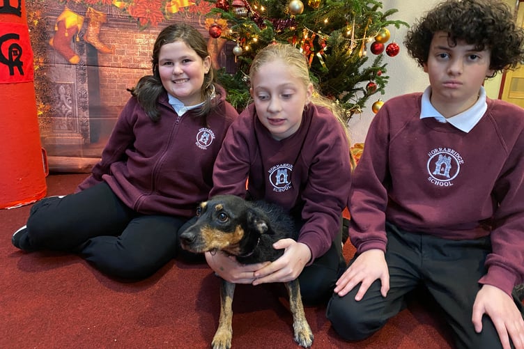 Hilda the new support dog is given a warm welcome to Horrabridge School on her first day.