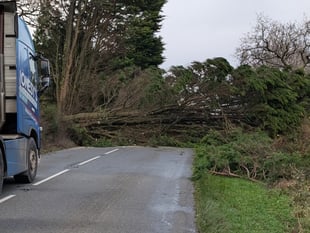 Storm Darragh wreaks havoc in West Devon
