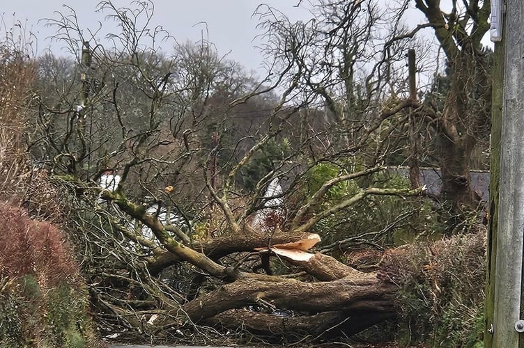 A tree knocked down by Storm Darragh blocks a road near Lamerton.