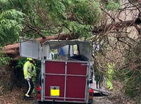Horses unhurt after trailer damage