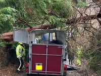 Horses unhurt after trailer damage