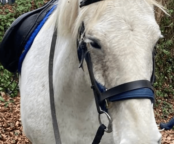 One of the two unhurt rescued horses trapped in a horse box under a fallen tree